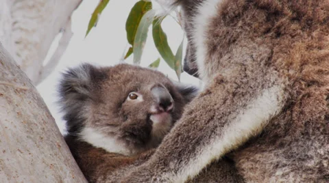 Koala joey Stock Footage 32408370