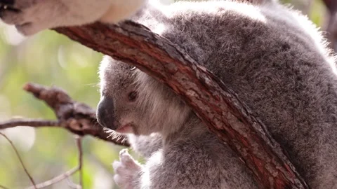 Koala Joey scratch head portrait Stock Footage 286328305
