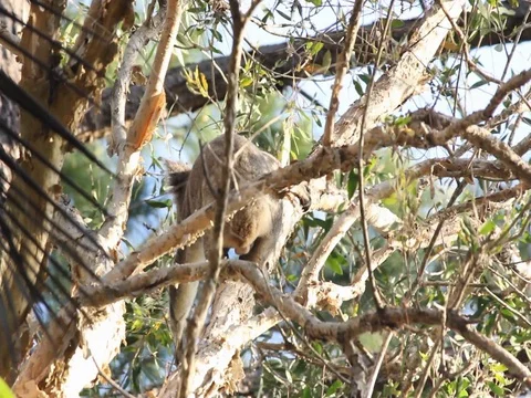 Koala Jumping Stock Footage 100042492