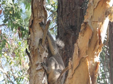 KOALA JUMPING in MELALEUCA TREE Stock Footage 100050731