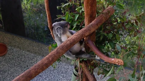 Koala lay down on brown branch near by eucalyptus leaf Stock Footage 123620669