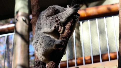 Koala lay down on brown branch near by eucalyptus leaf Stock Footage 123620713
