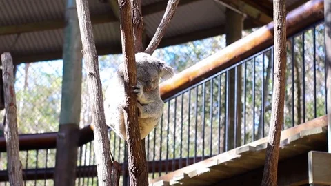 Koala lay down on brown branch near by eucalyptus leaf Stock Footage 123620810