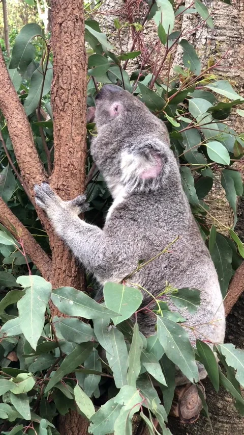 Koala Lets Out a Big Roar in Lone Pine Koala Sanctuary, Brisbane, Queensland, Au Stock Footage 205140397