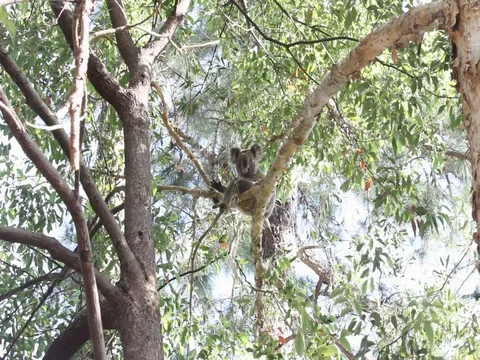 KOALA LONG SHOT Stock Footage 100049978