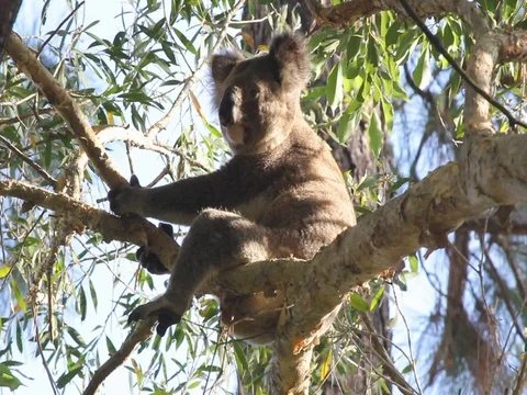 KOALA LOOKING AROUND IN MELALEUCA TREE Stock Footage 100050275