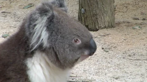 Koala looking off into the distance Stock Footage 8654756