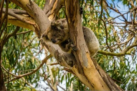 Koala looking down from a tree in Australia Stock Photos