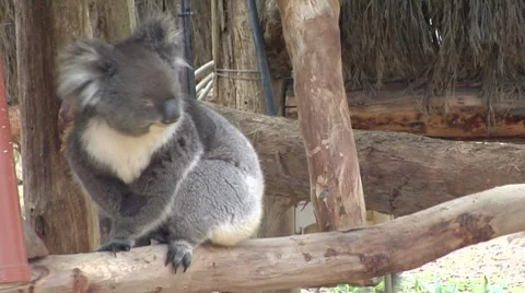 Koala looking at fresh new leaves Stock Footage 8654126