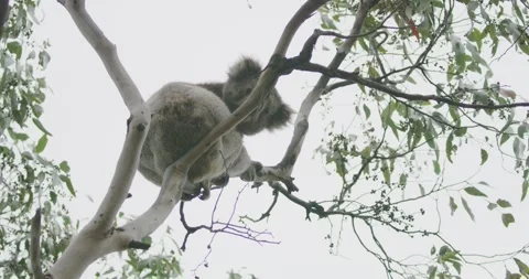 Koala Looking On Ground, 8K Vídeos de archivo 334012658
