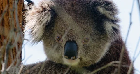 Koala looking through twigs on a eucalyptus gum tree in the Australian bush. Stock Footage 87855257