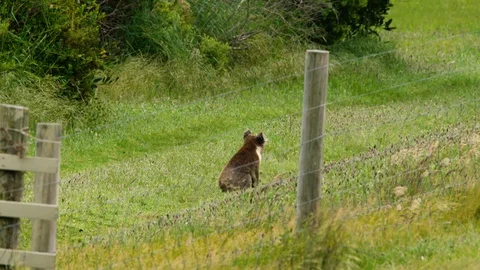Koala looking towards plantation fire at Cape Bridgewater, Victoria, Australia. Stock Footage 87643713