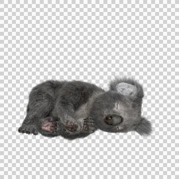 Koala lying on side asleep. Stock Illustration