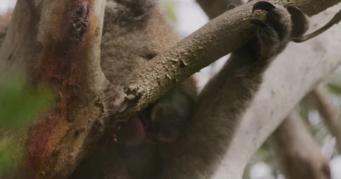 Koala Marsupial Perched High on Eucalyptus Tree Vídeo Stock 330198792