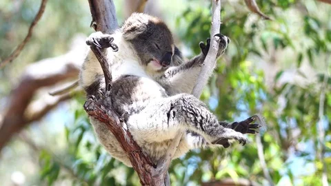 Koala MC Stable Stock Footage 81474451