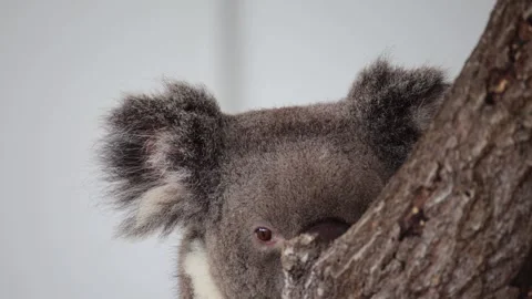 Koala moves up tree trunk 動画素材 338009884
