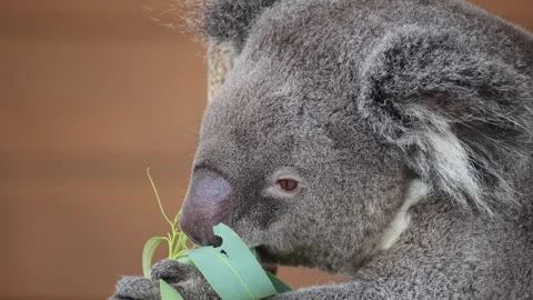 Koala munches eucalyptus leaf while clinging to tree 動画素材 338009459