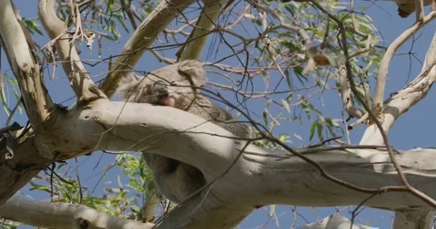 Koala Napping Daytime Eucalyptus Tree Australia Vídeo Stock 330200345