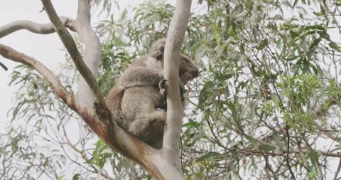 Koala Native Animal Gum Tree Australia 動画素材 330175425