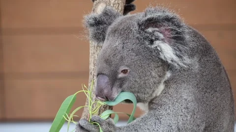 Koala, native to Australia, eats eucalyptus leaves 動画素材 338009415