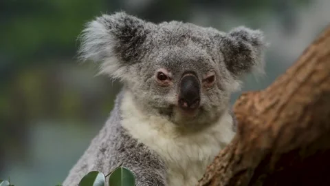 Koala in a park Video stock 137641968