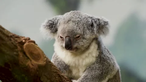 Koala in a park Video stock 137641977