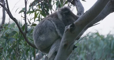 Koala Peacefully Settled in Tree Stock Footage 316869438