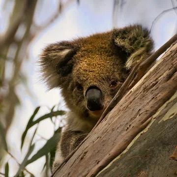 Koala peeking from a Eucalyptus Tree Stock Photos
