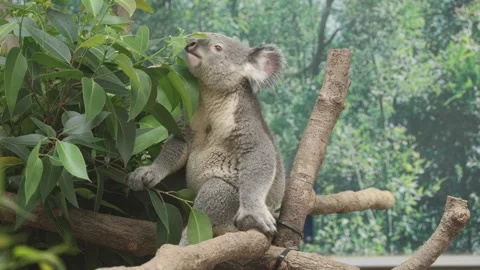 Koala perched on tree branch eats eucalyptus leaves 動画素材 338010460