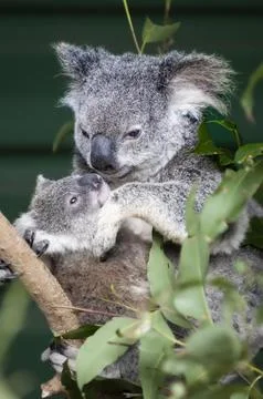 Koala Phascolarctos cinereus bear mother with young Queensland Australia Oceania Stock Photos