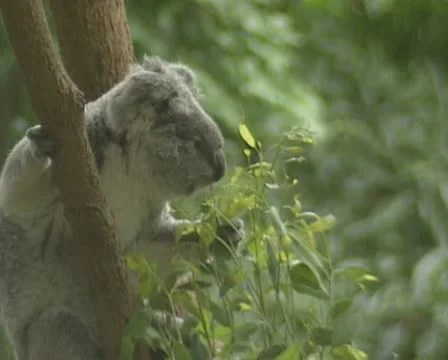 Koala (Phascolarctos cinereus) in tree eats eucalyptus leaves Stock Footage 22189399
