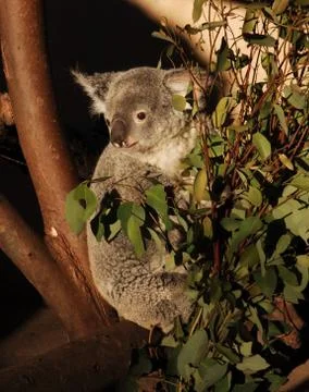 Koala Foto stock