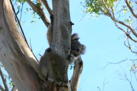 Koala Stock Photos