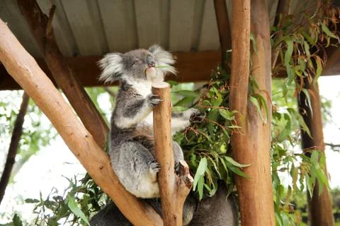 Koala Stock Photos