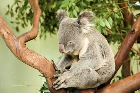 Koala Stock Photos