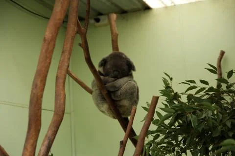 Koala Stock Photos