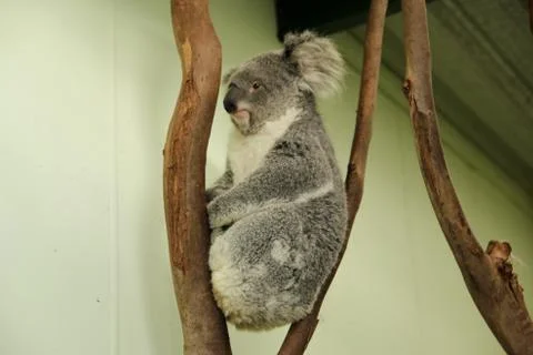 Koala Stock Photos