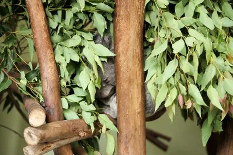 Koala Stock Photos