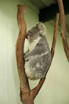 Koala Stock Photos