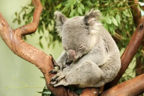 Koala Stock Photos