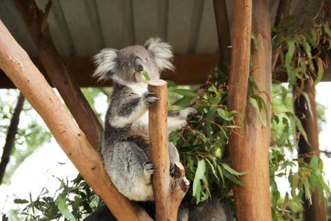 Koala Stock Photos