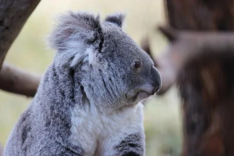 Koala Foto stock