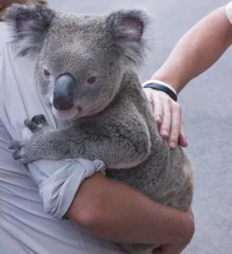 Koala Stock Photos