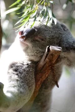 Koala Stock Photos