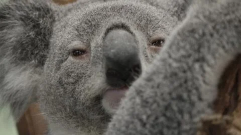 Koala Stock Photos