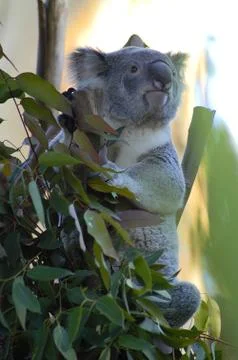 Koala Stock Photos
