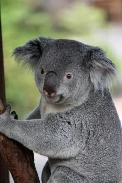 Koala Stock Photos