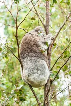 Koala Foto stock