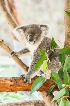 Koala Foto stock