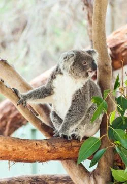 Koala Foto stock